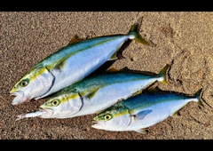 ハマチの釣果