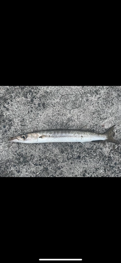 タイワンカマスの釣果