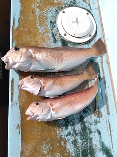 シロアマダイの釣果