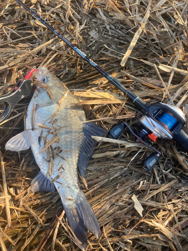 ヘラブナの釣果