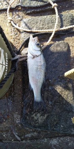 セイゴ（ヒラスズキ）の釣果