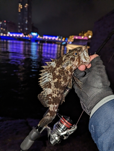 タケノコメバルの釣果