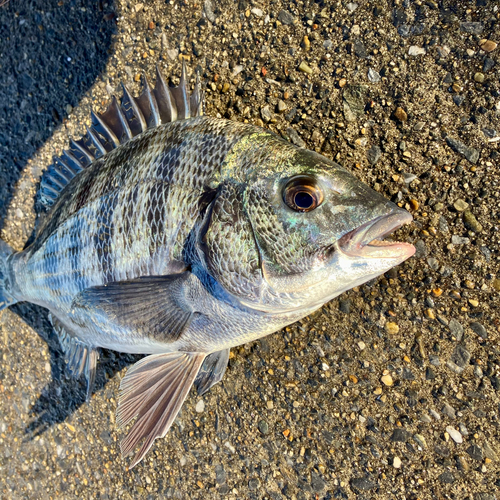 クロダイの釣果