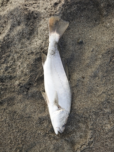 ニベの釣果