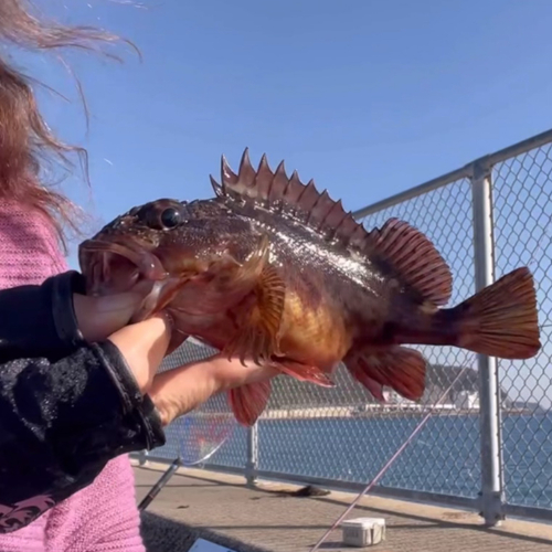 カサゴの釣果