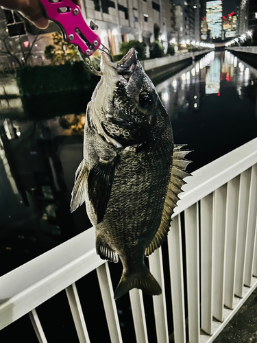 チヌの釣果