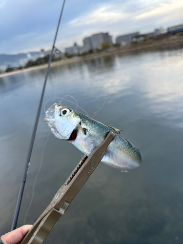 サバの釣果