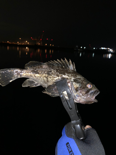 タケノコメバルの釣果