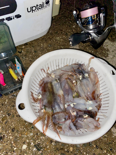 ヒイカの釣果