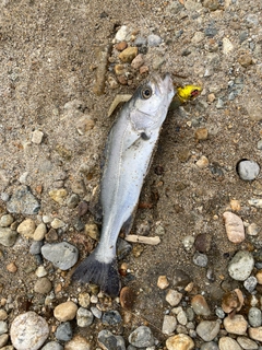 セイゴ(マルスズキ)の釣果