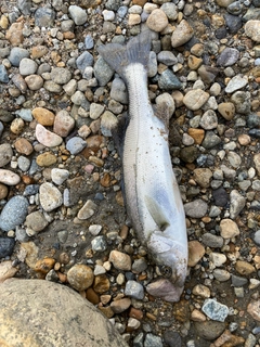 セイゴ(マルスズキ)の釣果