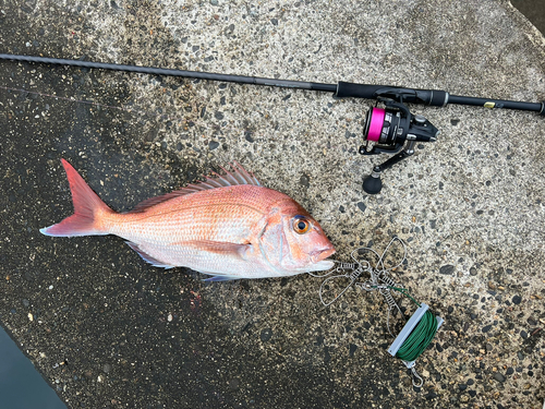 タイの釣果