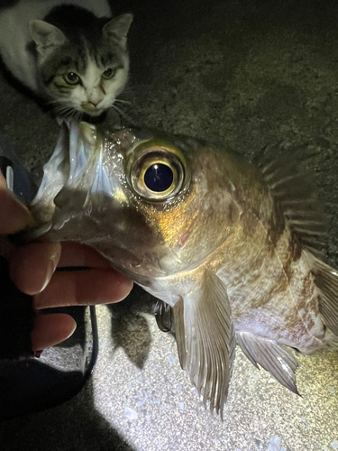 シロメバルの釣果