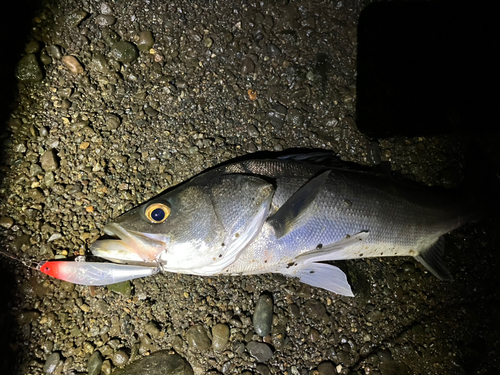 シーバスの釣果