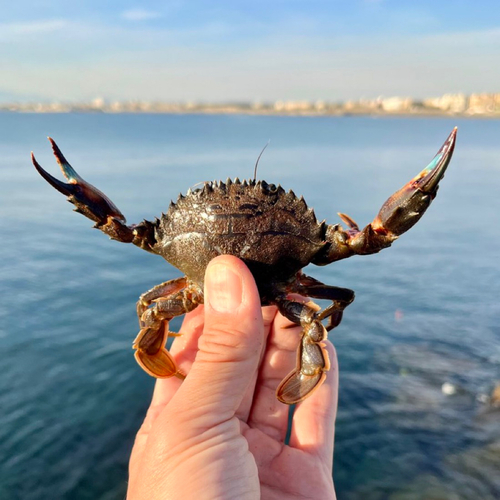 カニの釣果