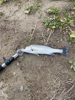 タイリクスズキの釣果