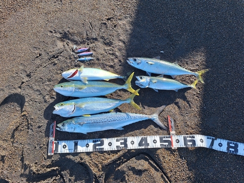 サゴシの釣果