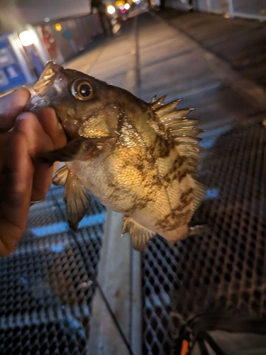 メバルの釣果