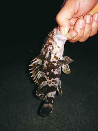 タケノコメバルの釣果