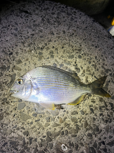 ヘダイの釣果