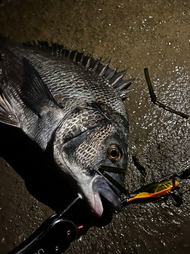 クロダイの釣果