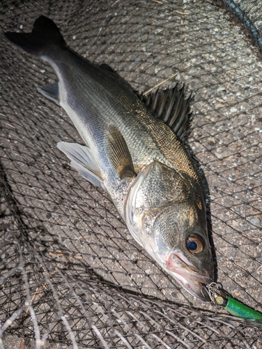 シーバスの釣果