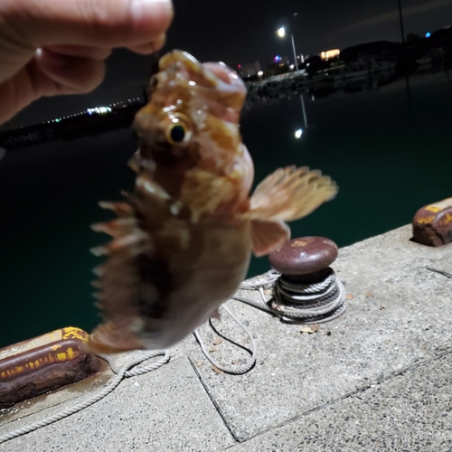 カサゴの釣果