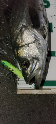 シーバスの釣果