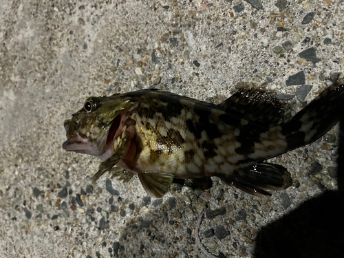 タケノコメバルの釣果