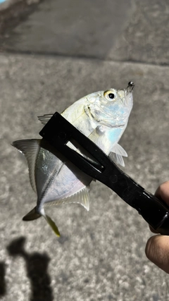 メッキの釣果