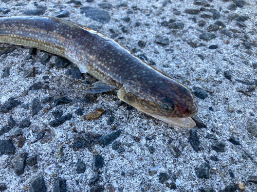 エソの釣果