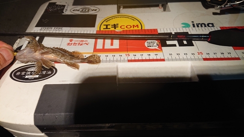 カサゴの釣果