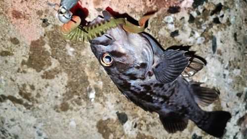 クロソイの釣果