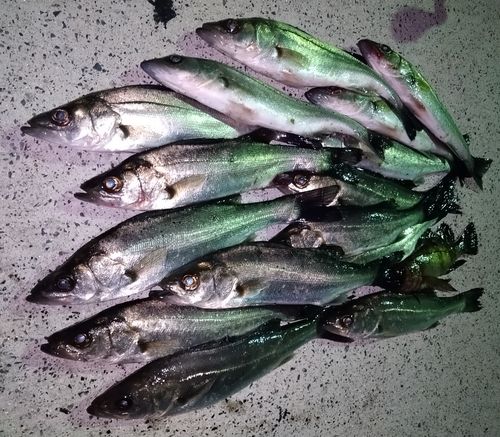シーバスの釣果