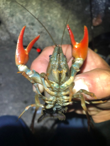 ウチダザリガニの釣果