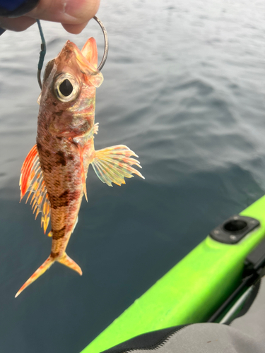 アヤメカサゴの釣果