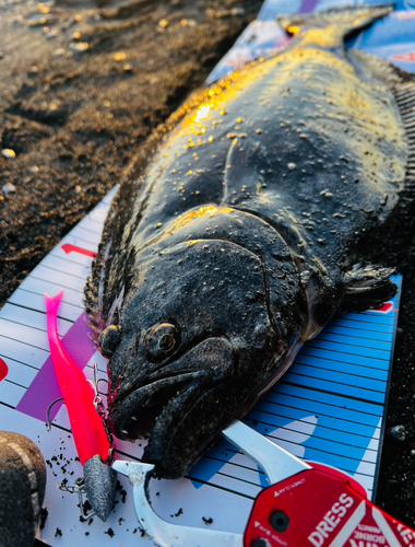 ヒラメの釣果