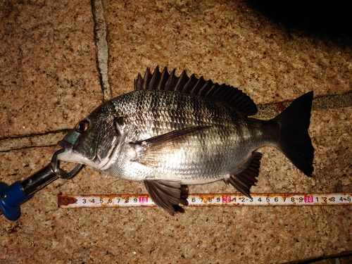 クロダイの釣果