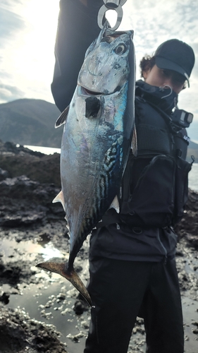 スマガツオの釣果