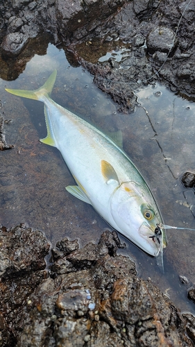 ヒラマサの釣果