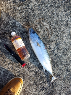 ハガツオの釣果