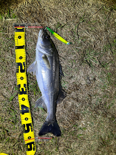 シーバスの釣果