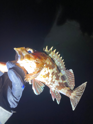 カサゴの釣果