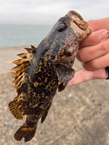 タケノコメバルの釣果