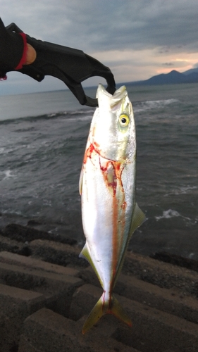 ツバスの釣果