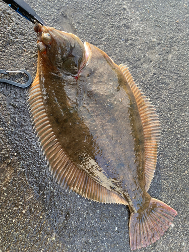 カレイの釣果