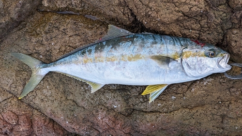 ヒラマサの釣果