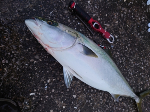 ハマチの釣果