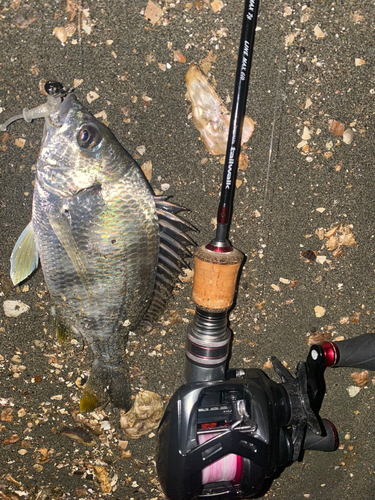 キビレの釣果