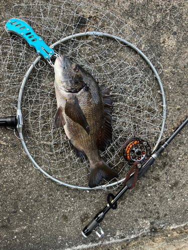 チヌの釣果